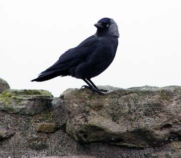 jackdaw at Craigmillar