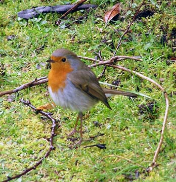 robin at Dunvegan