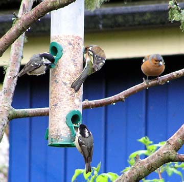 Dunvegan feeder birds