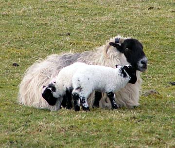 lambs on Skye