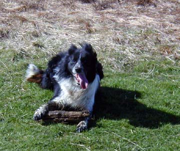 friendly dog at Callanish