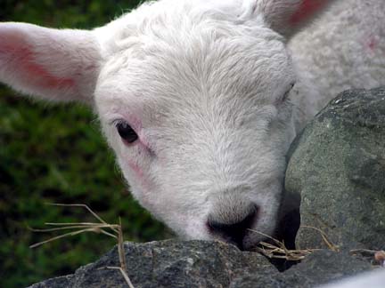 lamb at Callanish