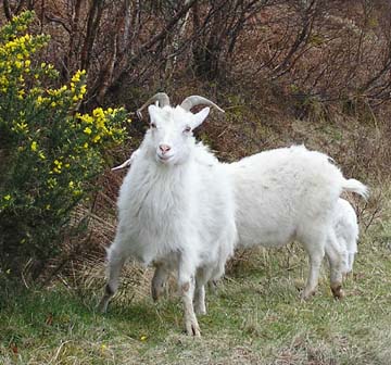 goats in Moidart