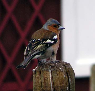 Chaffinch at Mull tea shop