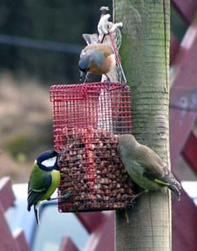 tea room birds