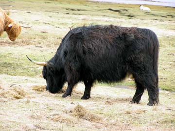 Highland cow that ran