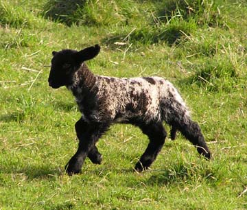 lamb on Iona