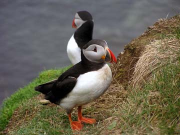 puffins