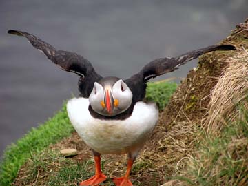 puffin